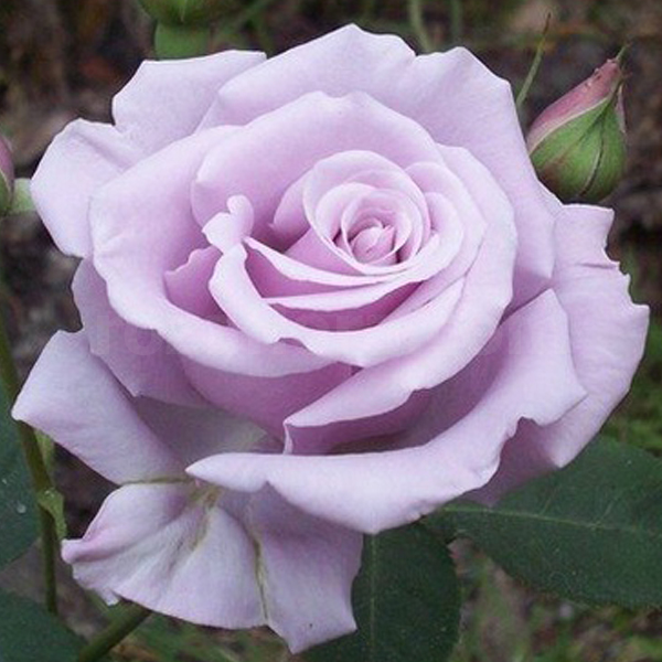Роза сильвер лейс фото